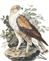 Bonellis örn